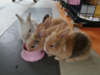 Baby Bunnies  - Bunny Rabbit Rabbit