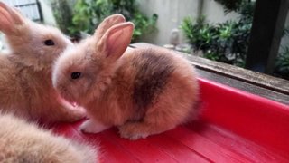 Baby Bunnies  - Bunny Rabbit Rabbit