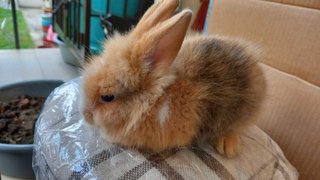 Baby Bunnies  - Bunny Rabbit Rabbit