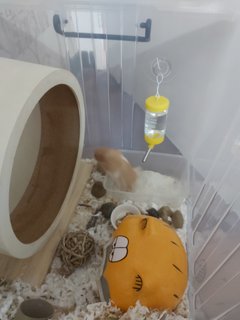 Enot - Syrian / Golden Hamster Hamster