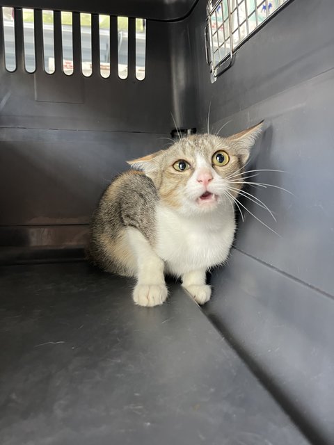 Cutie - Domestic Short Hair Cat