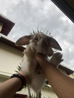 Patches - Holland Lop Rabbit