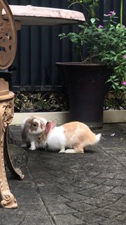 Patches - Holland Lop Rabbit