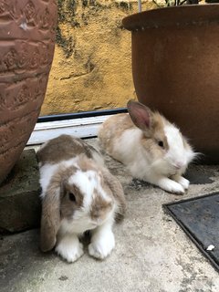 Patches - Holland Lop Rabbit