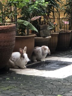 Patches - Holland Lop Rabbit