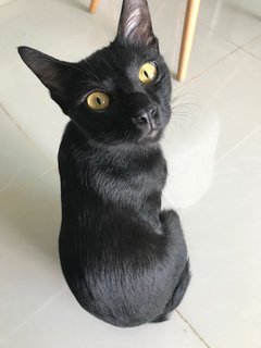 Samy - Domestic Short Hair Cat