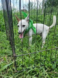 Ikki   - Jack Russell Terrier Dog