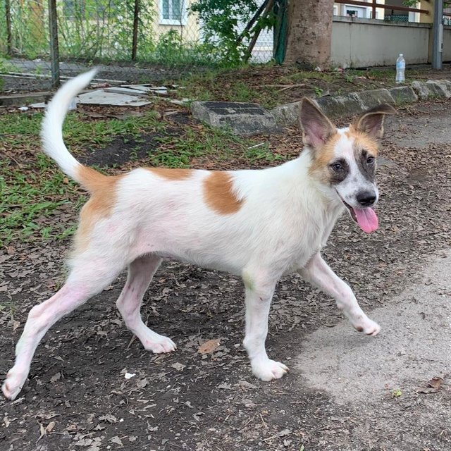 Handsome - Mixed Breed Dog