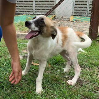 Handsome - Mixed Breed Dog