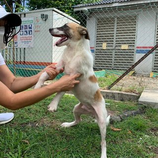 Handsome - Mixed Breed Dog