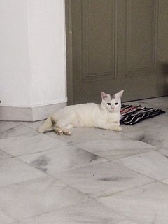 Snow (Need New Home Immediately)  - Domestic Short Hair + Domestic Long Hair Cat