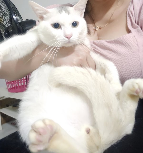 Snow (Need New Home Immediately)  - Domestic Short Hair + Domestic Long Hair Cat