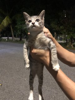 4 Kittens  - Domestic Short Hair Cat