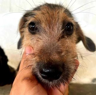 Juarez - Terrier Mix Dog