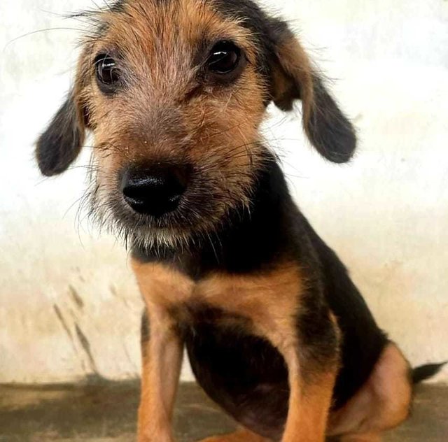 Juarez - Terrier Mix Dog