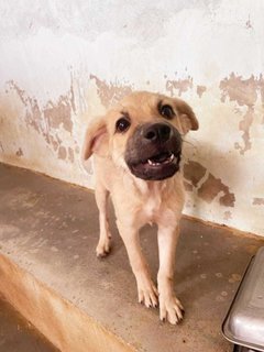 Hope - Golden Retriever Mix Dog