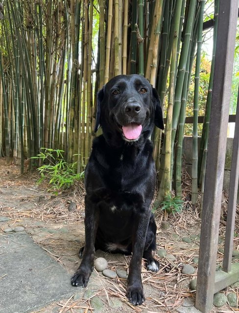 Bambi - Bernese Mountain Dog + Labrador Retriever Dog