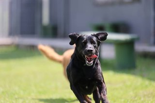 Bambi - Bernese Mountain Dog + Labrador Retriever Dog