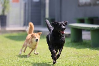 Bambi - Bernese Mountain Dog + Labrador Retriever Dog