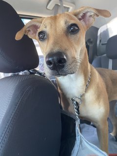 Ellie - Mixed Breed Dog