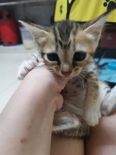 汤圆tang Yuan - Domestic Short Hair Cat