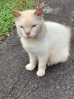 Cotton - Domestic Medium Hair Cat