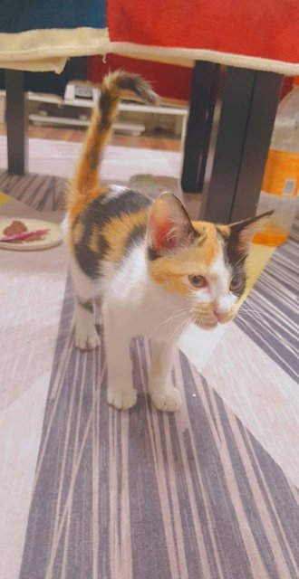 Bishky - Calico Cat