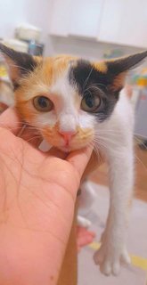 Bishky - Calico Cat