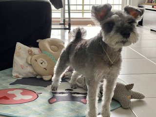 Bell Chong - Schnauzer Dog