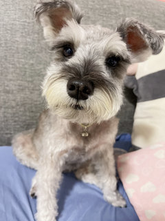 Bell Chong - Schnauzer Dog