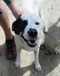 Donna - Shepherd + Dalmatian Dog