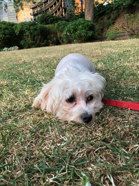 Ruby - Bichon Frise + Maltese Dog