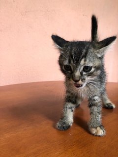 Oreo - Domestic Short Hair Cat