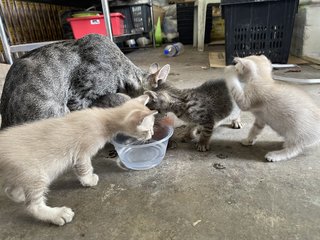 Shadow &amp; Her Kittens  - Domestic Short Hair Cat