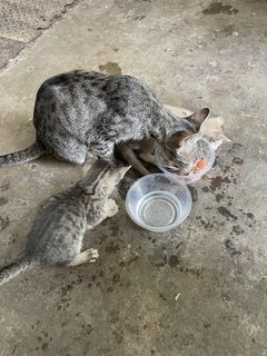 Shadow &amp; Her Kittens  - Domestic Short Hair Cat