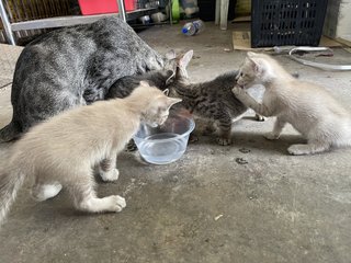 Shadow &amp; Her Kittens  - Domestic Short Hair Cat