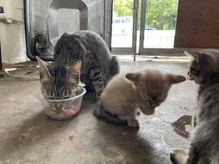 Shadow &amp; Her Kittens  - Domestic Short Hair Cat