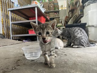 Shadow &amp; Her Kittens  - Domestic Short Hair Cat