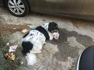 Chip - Border Collie Mix Dog