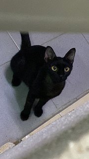 Sosej - Domestic Short Hair Cat