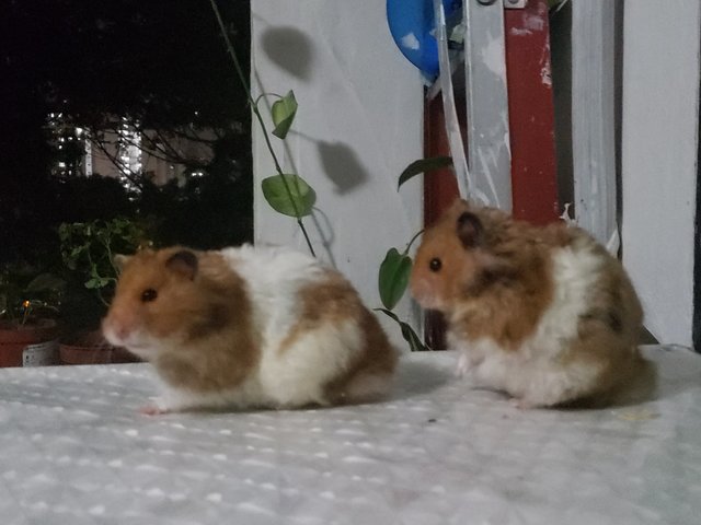 Fluffy - Syrian / Golden Hamster Hamster