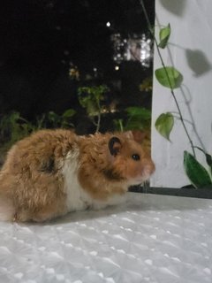 Fluffy - Syrian / Golden Hamster Hamster