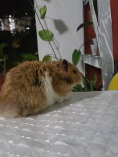 Fluffy - Syrian / Golden Hamster Hamster