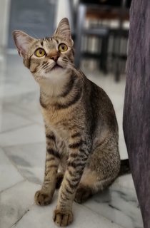 Yenefer - Tabby Cat