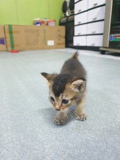 2 Kittens For Adoption - Domestic Short Hair Cat