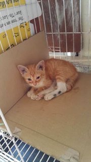 2 Kittens For Adoption - Domestic Short Hair Cat