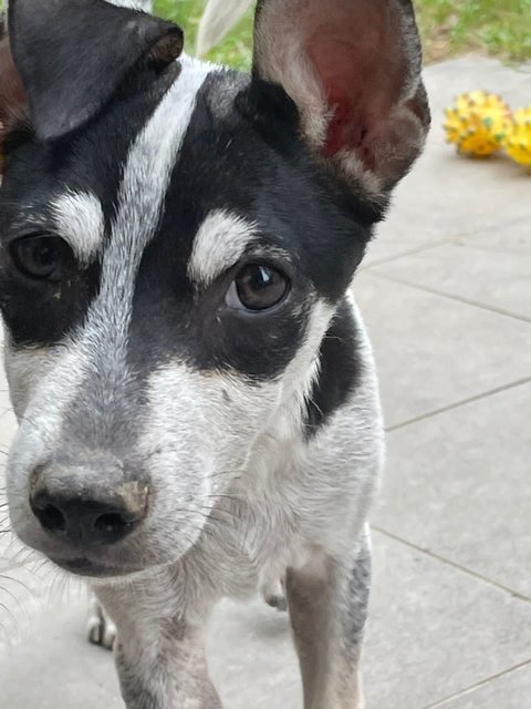 Cyndi - Jack Russell Terrier Mix Dog