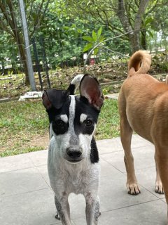 Cyndi - Jack Russell Terrier Mix Dog