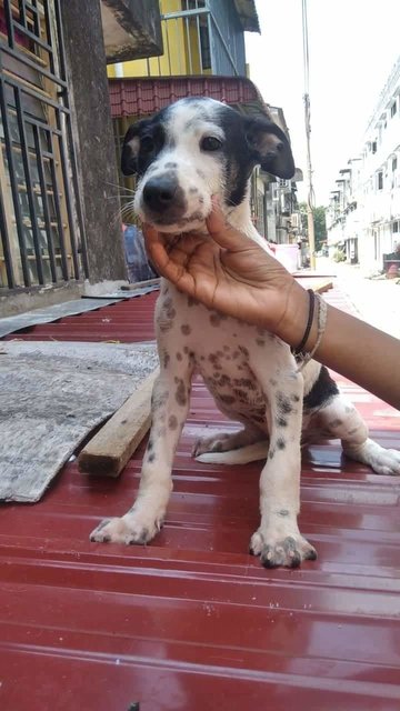 Chola - Mixed Breed Dog