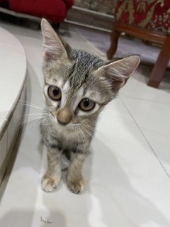 2 Siblings Kitten  - Domestic Short Hair + Domestic Medium Hair Cat